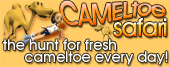 Camel Toe Safari